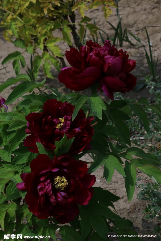 牡丹花