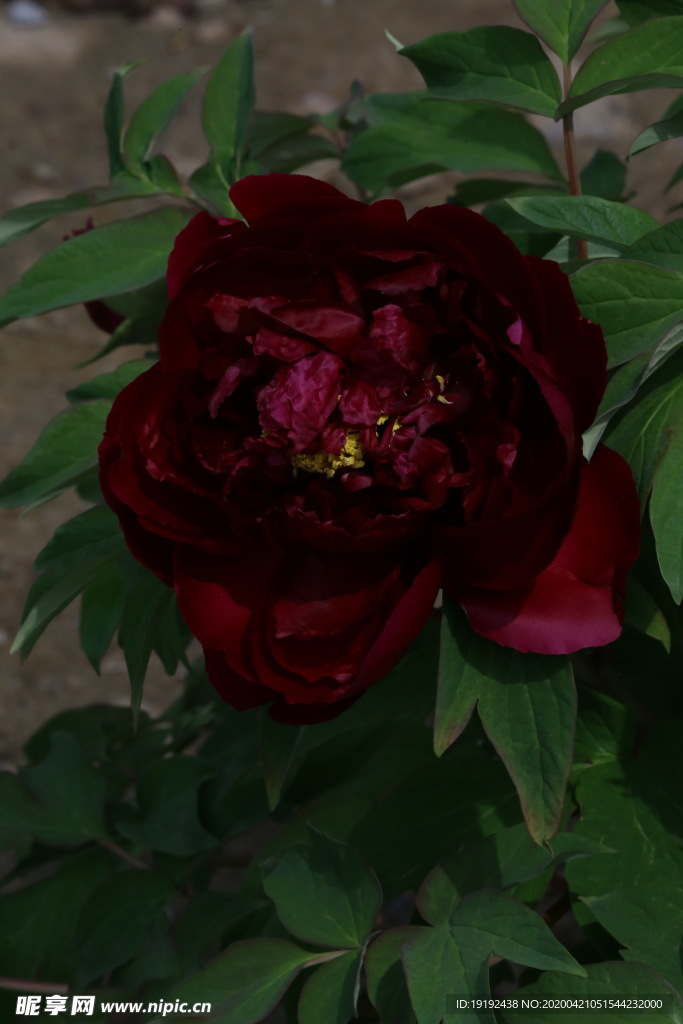 牡丹花