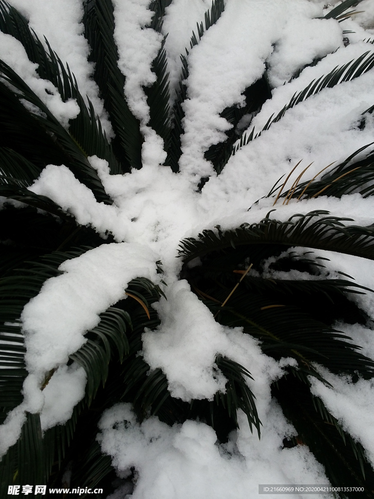 雪 铁树