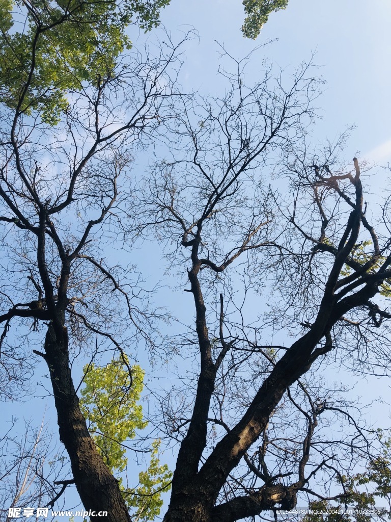 天空 树木