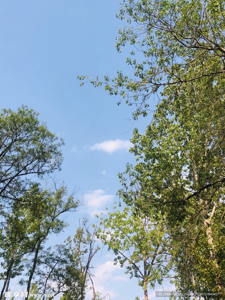 天空 树木