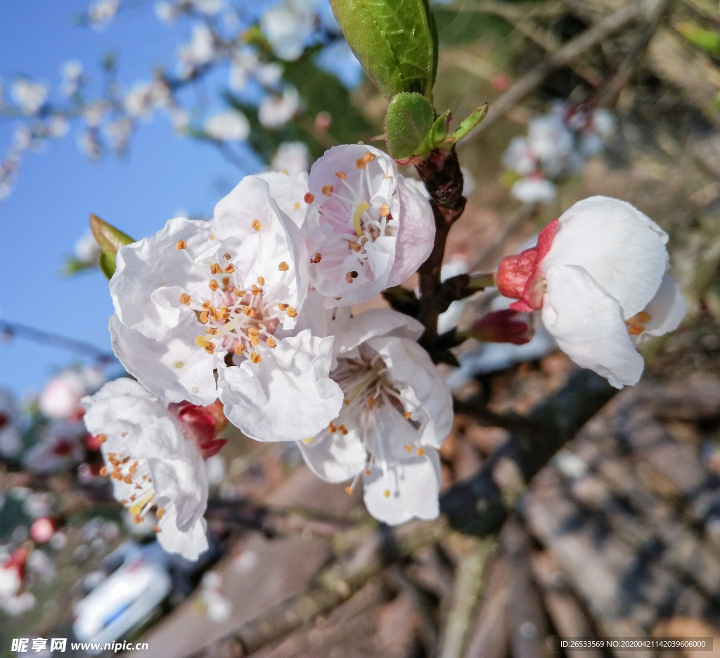 山桃花 春天 花卉 春暖花开