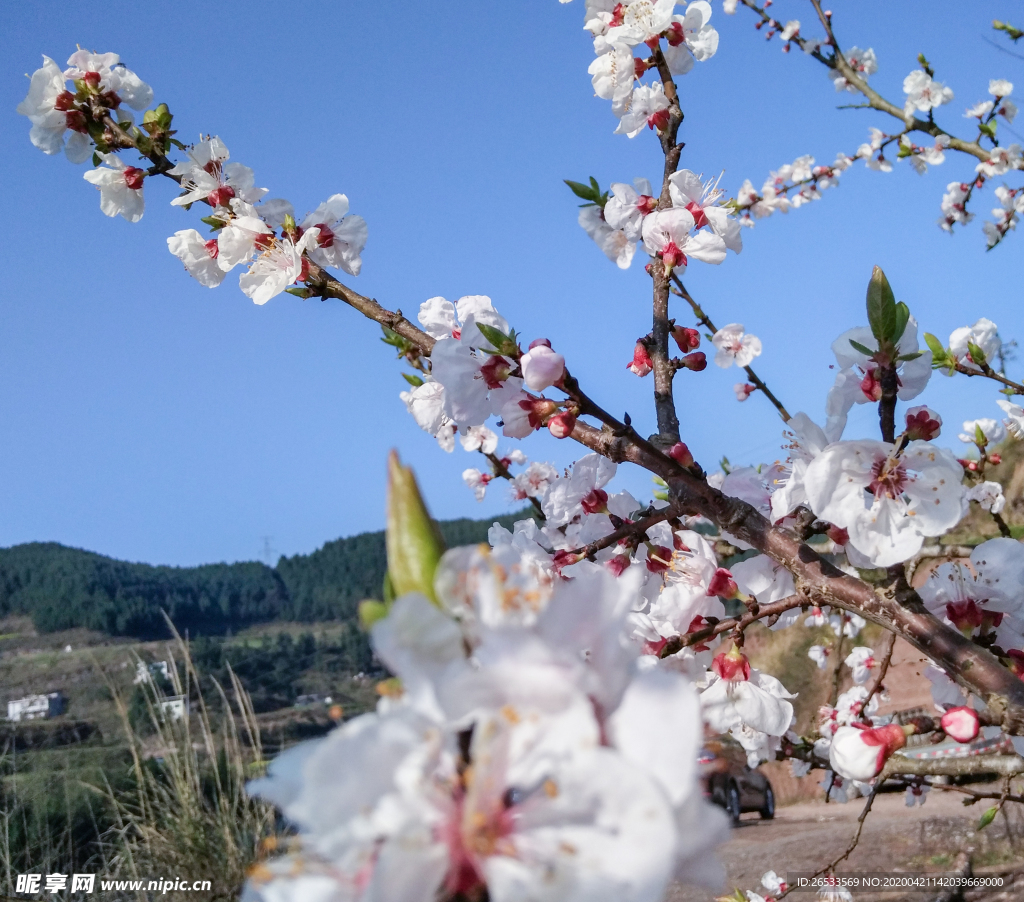 山桃花 春天 花卉 春暖花开