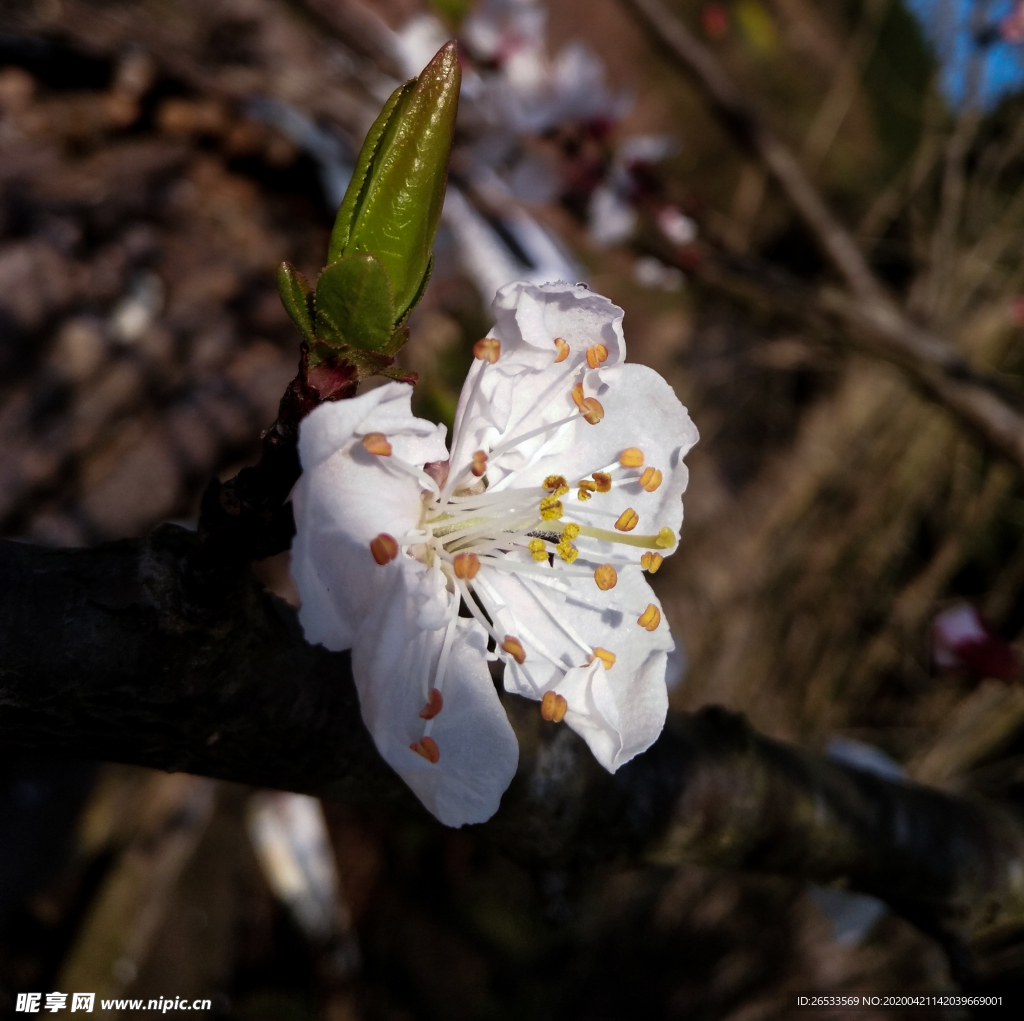 山桃花 春天 花卉 春暖花开