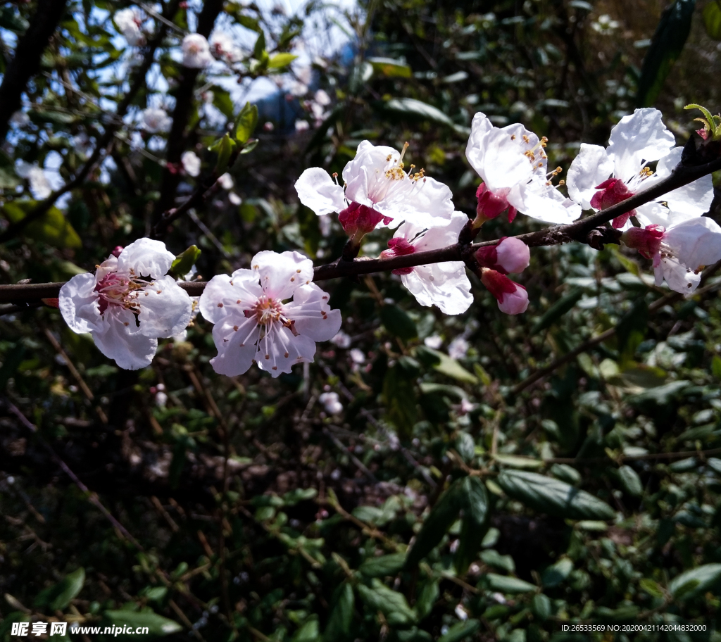 山桃花 春天 花卉 春暖花开