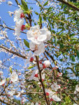 山桃花 春天 花卉 春暖花开