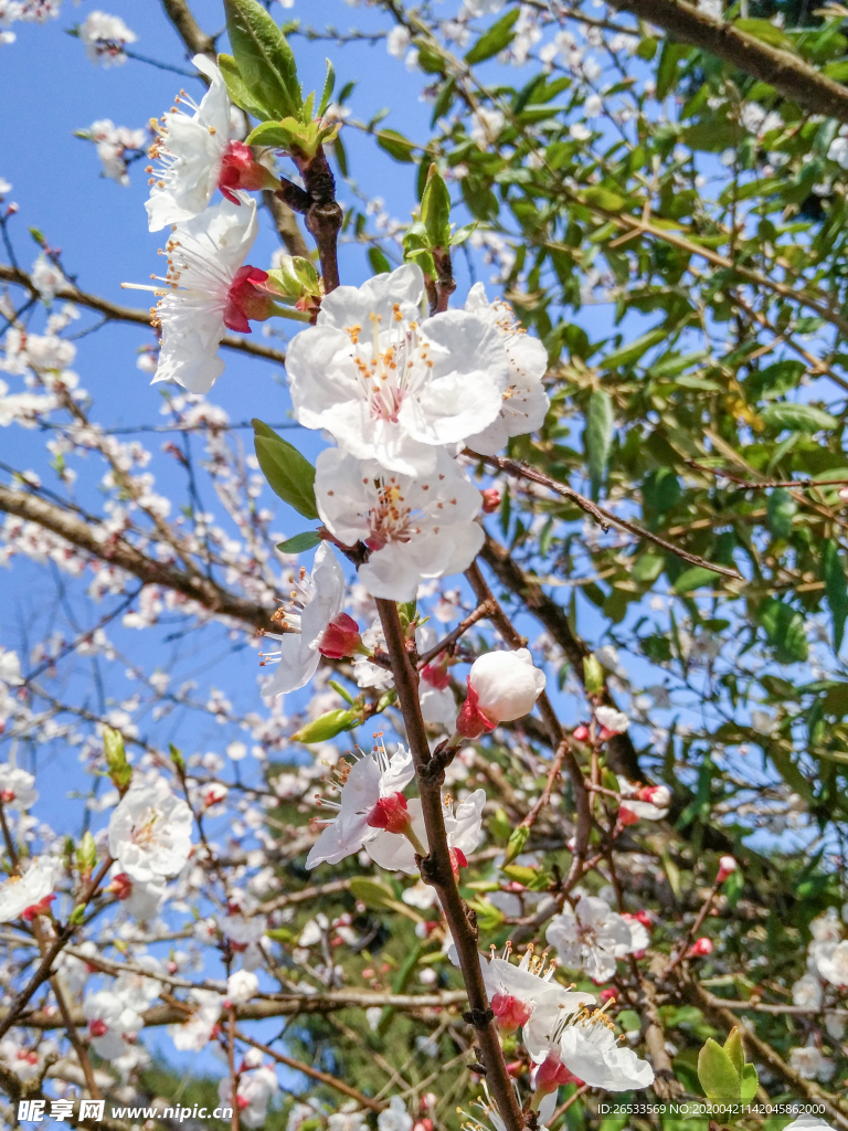 山桃花 春天 花卉 春暖花开