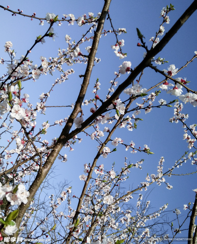 山桃花 春天 花卉 春暖花开