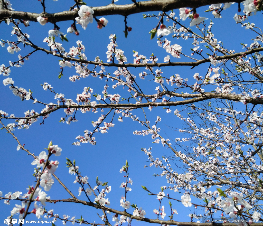 山桃花 春天 花卉 春暖花开