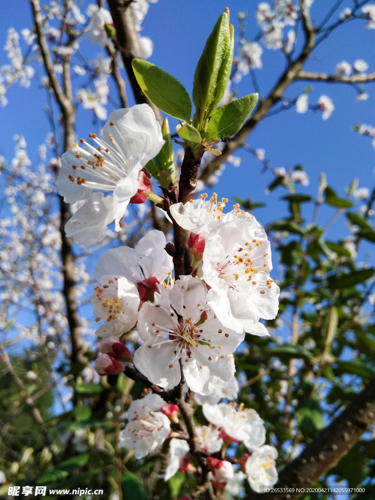 山桃花 春天 花卉 春暖花开