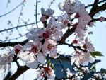 山桃花 春天 花卉 春暖花开