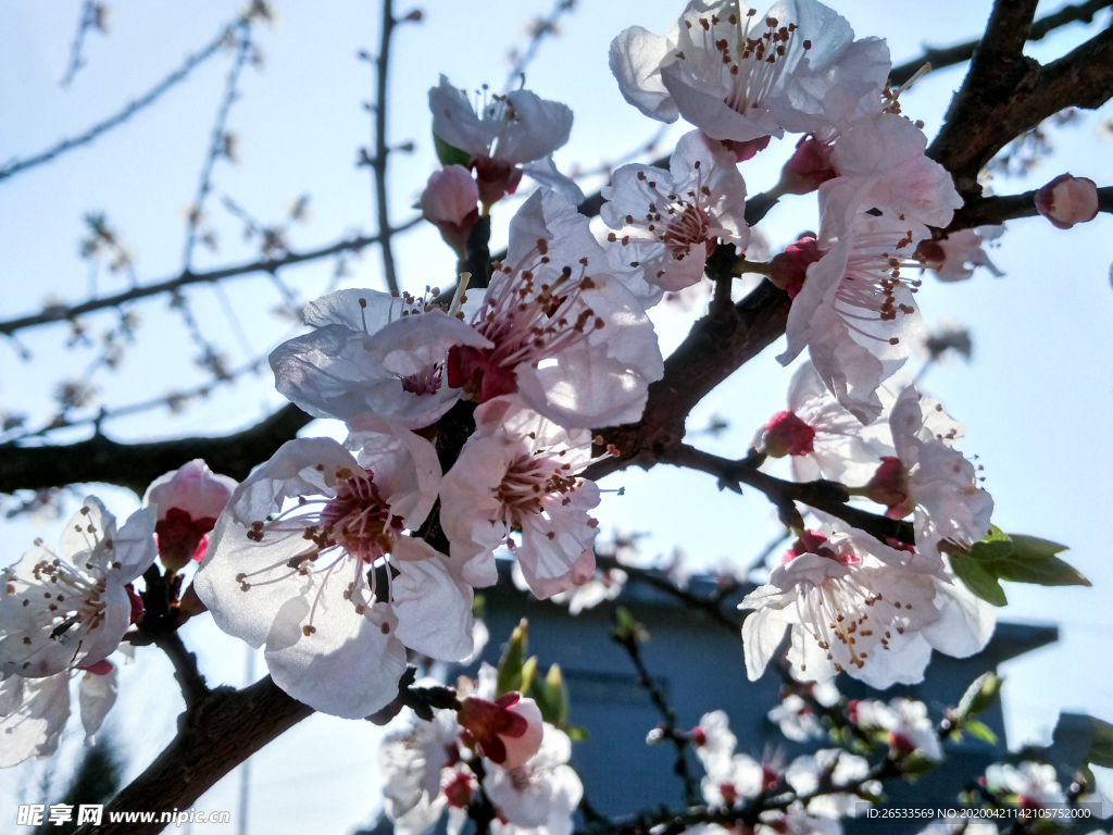 山桃花 春天 花卉 春暖花开