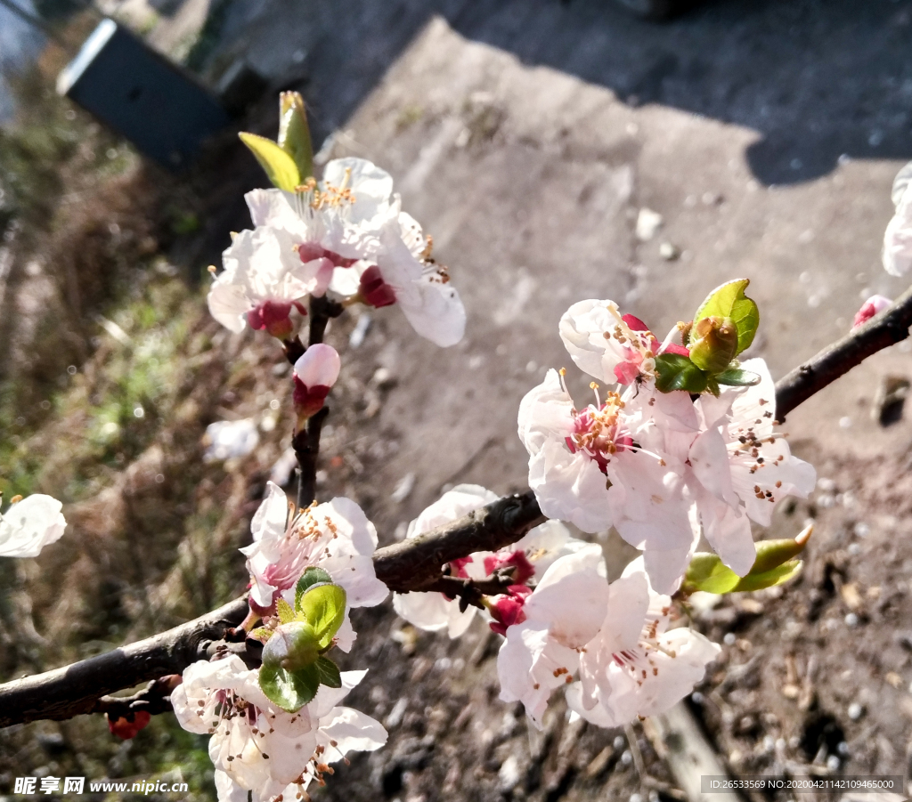 山桃花 春天 花卉 春暖花开