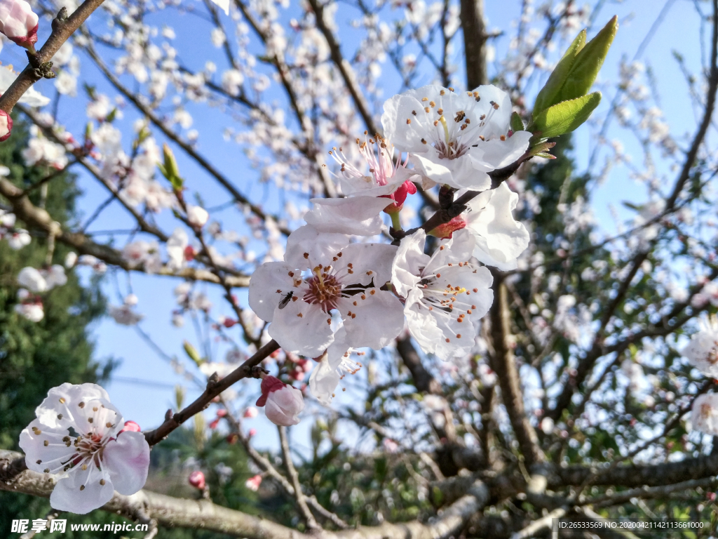 山桃花 春天 花卉 春暖花开