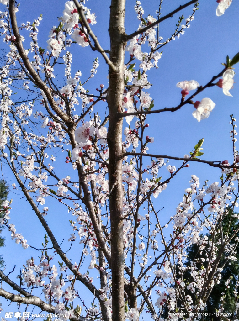 山桃花 春天 花卉 春暖花开