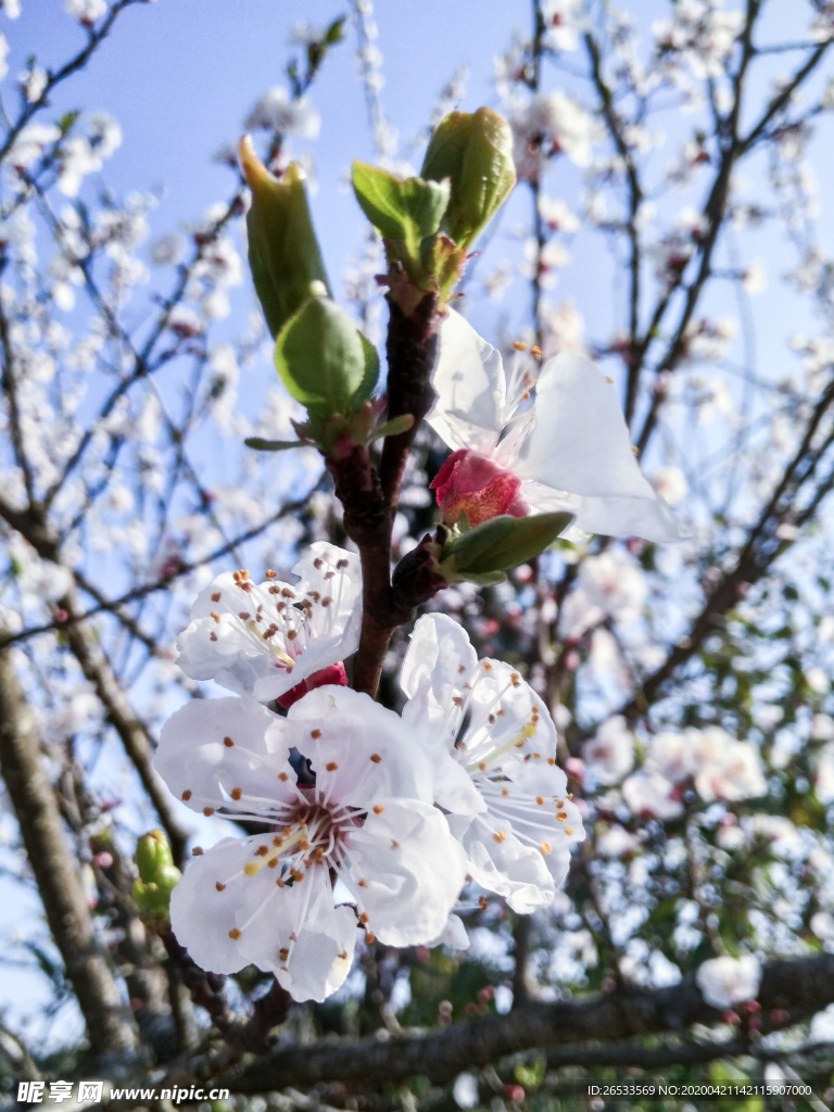 山桃花 春天 花卉 春暖花开