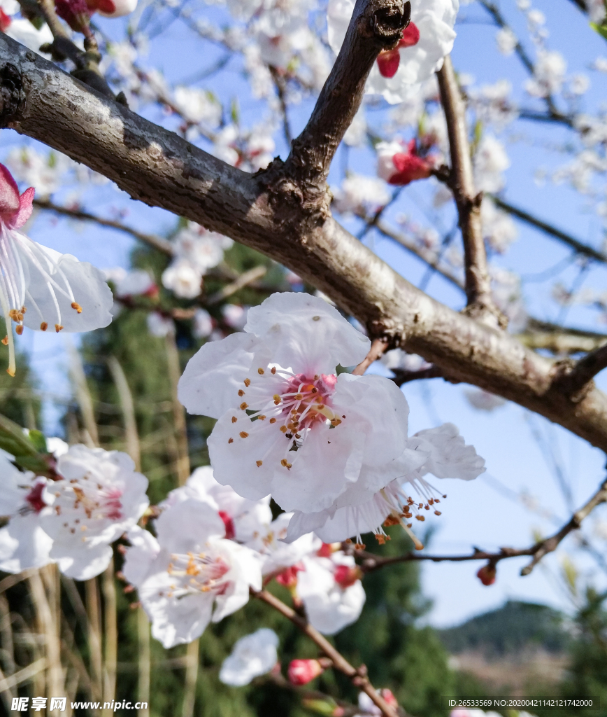 山桃花 春天 花卉 春暖花开