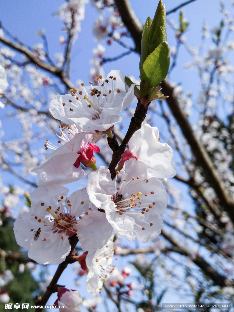 山桃花 春天 花卉 春暖花开