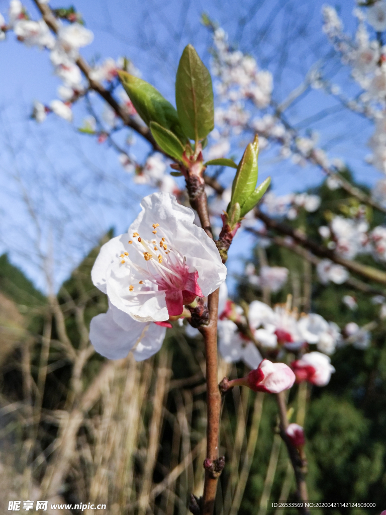 山桃花 春天 花卉 春暖花开