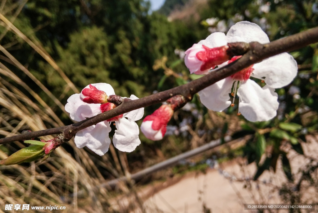 山桃花 春天 花卉 春暖花开