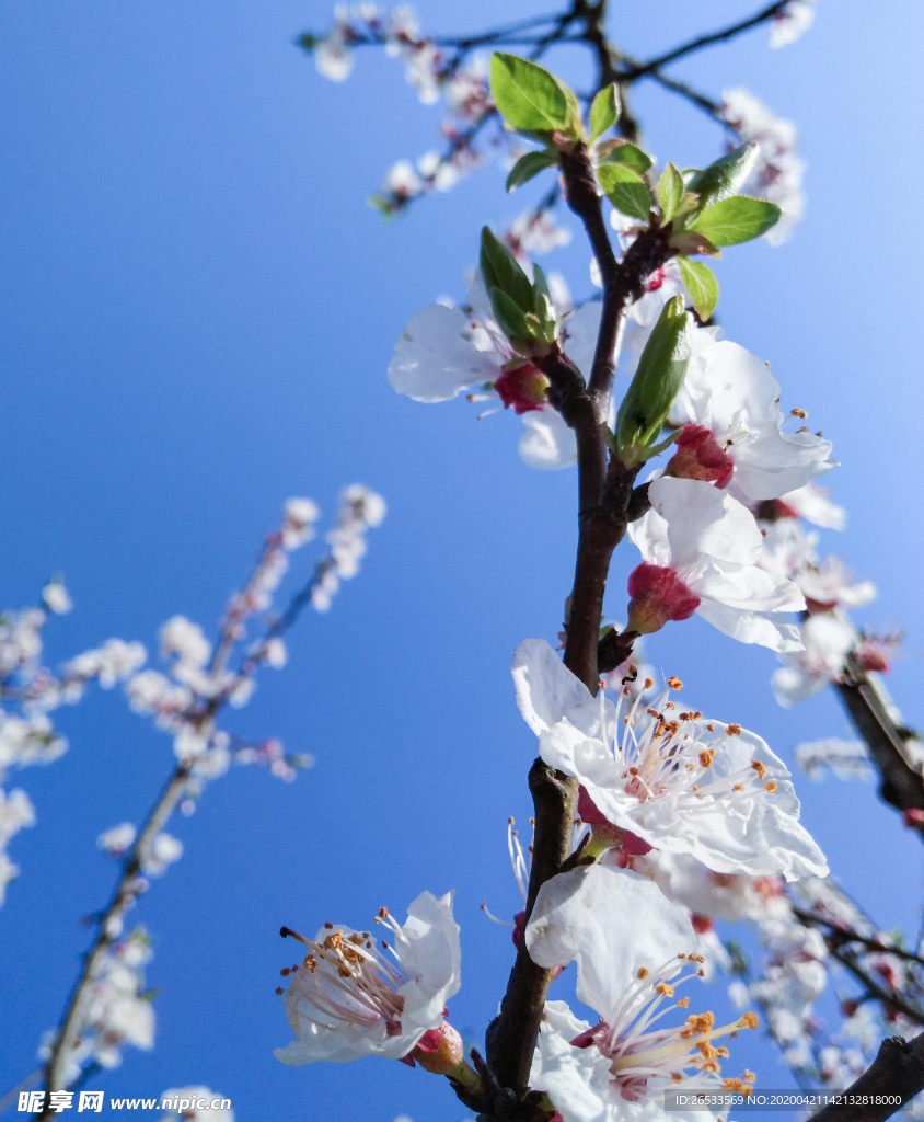 山桃花 春天 花卉 春暖花开