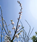 山桃花 春天 花卉 春暖花开