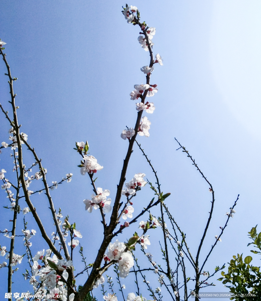 山桃花 春天 花卉 春暖花开