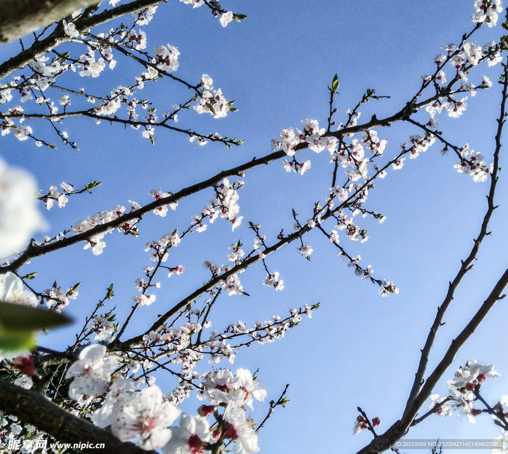 山桃花 春天 花卉 春暖花开