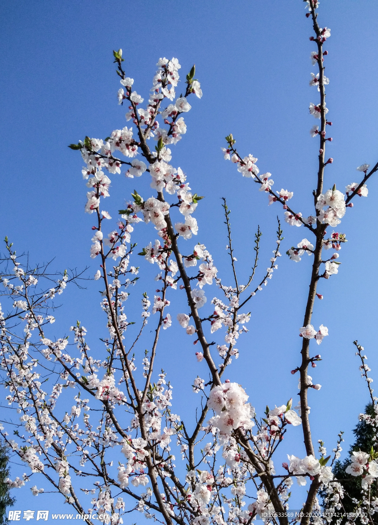 山桃花 春天 花卉 春暖花开