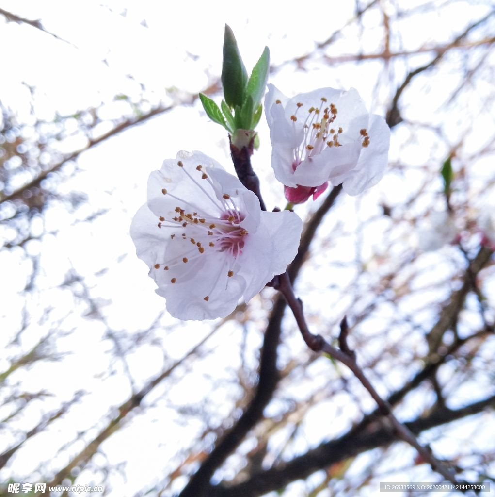 山桃花 春天 花卉 春暖花开