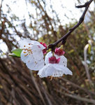 山桃花 春天 花卉 春暖花开