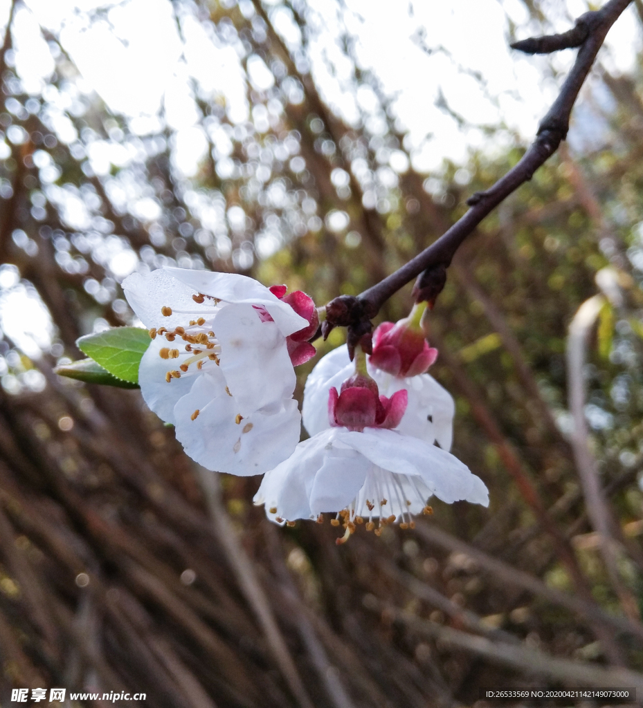 山桃花 春天 花卉 春暖花开