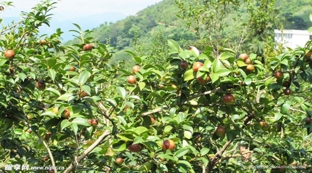 油茶