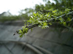枝芽