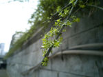 枝芽