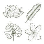 线条矢量手绘花草