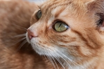 猫 头像
