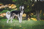 阿富汗猎犬 狗狗 宠物