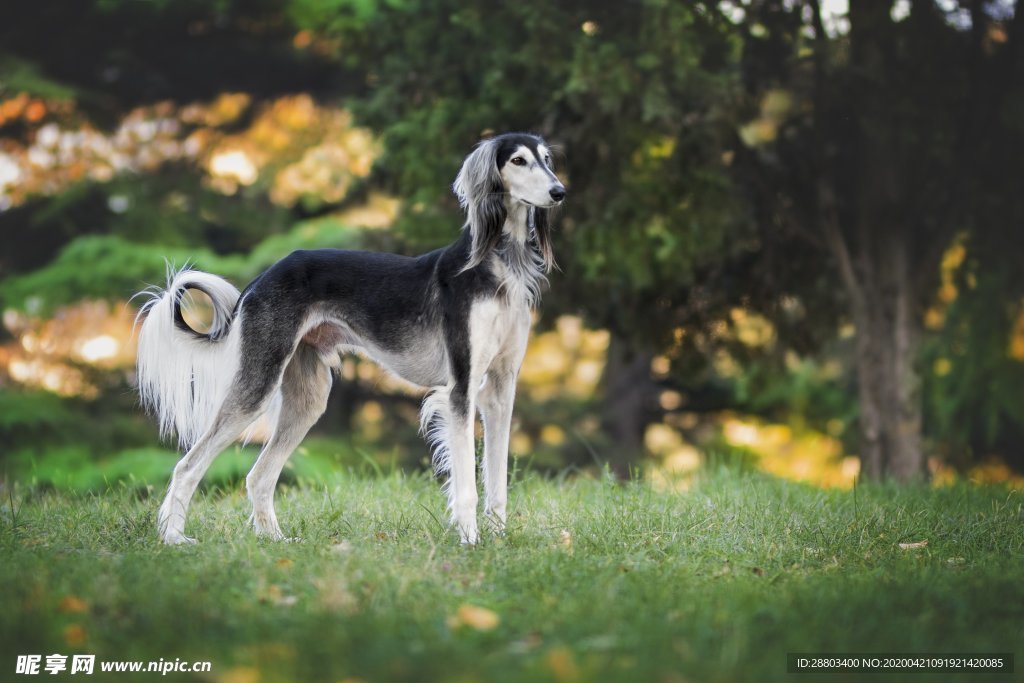 阿富汗猎犬 狗狗 宠物