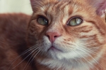 猫 可爱 头像