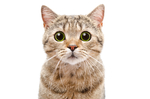 猫咪