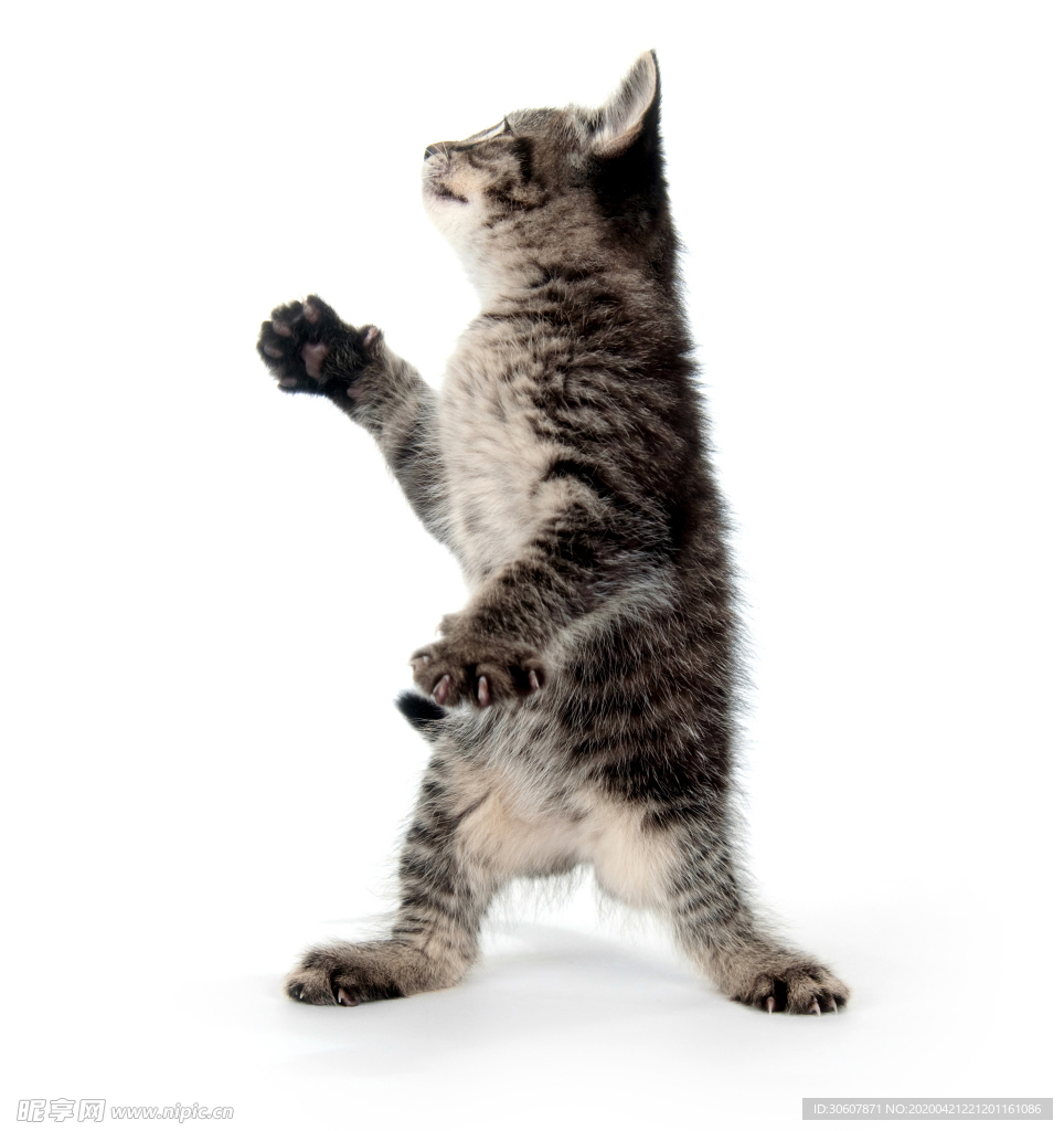 猫咪