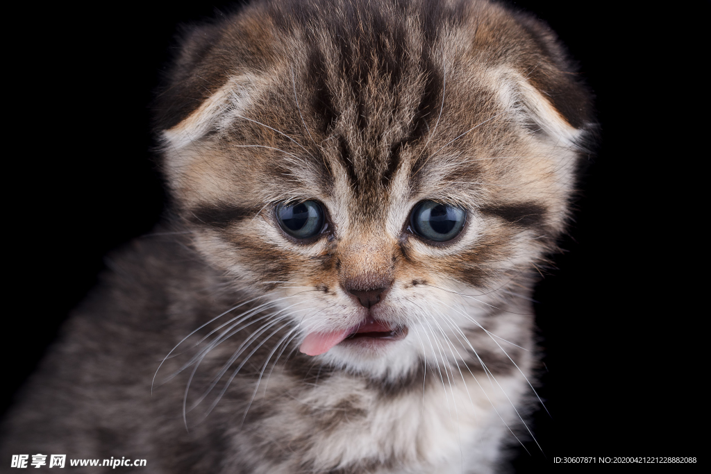 猫咪