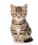 猫咪