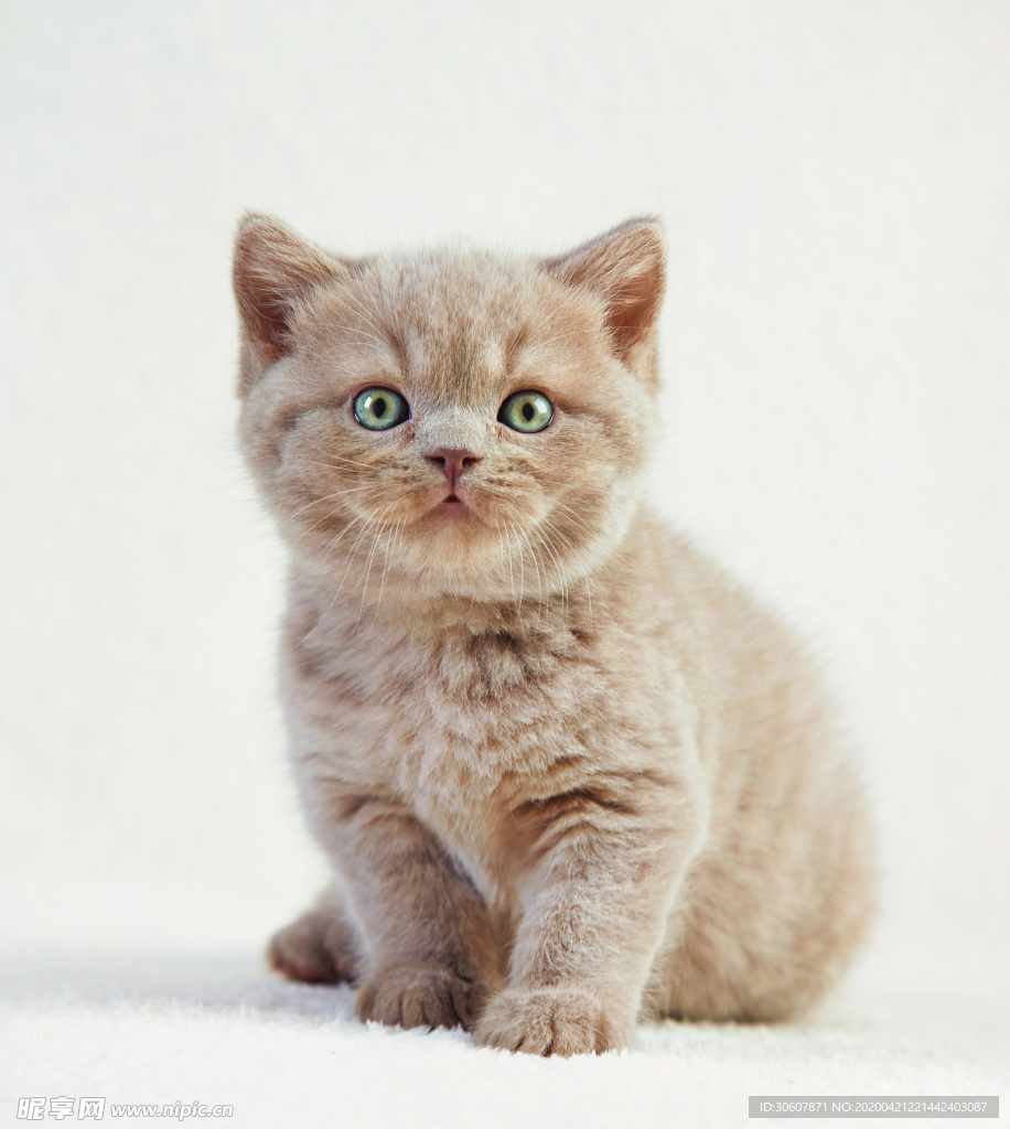 猫咪