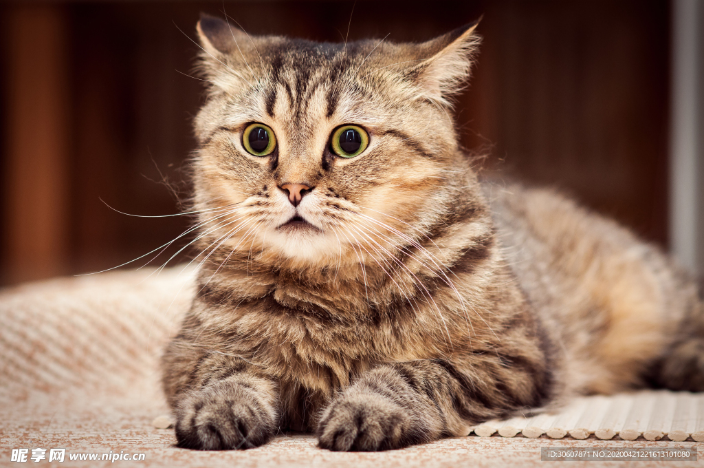 猫咪
