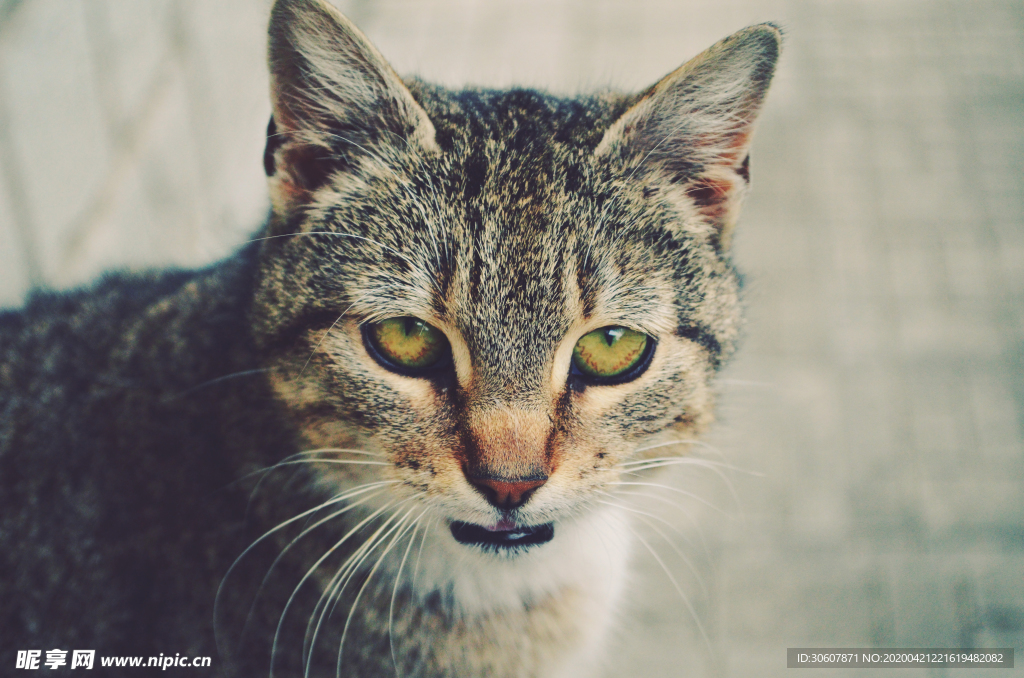 猫咪