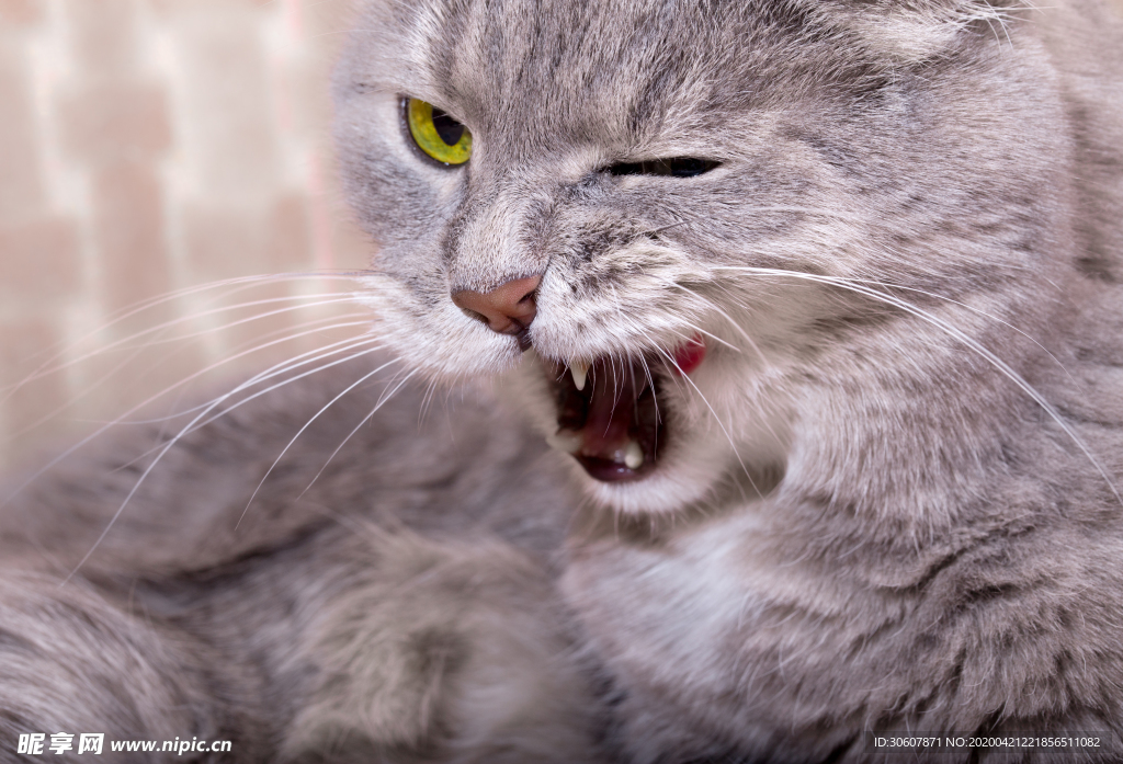 猫咪