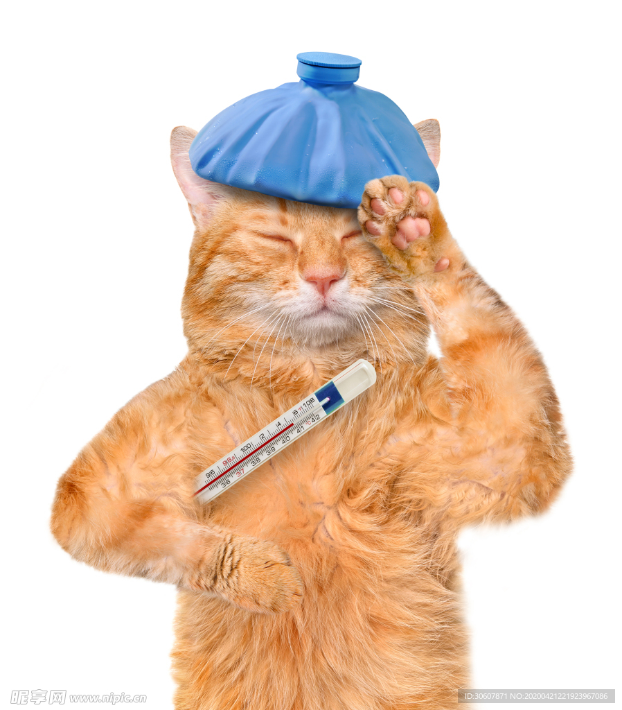 猫咪