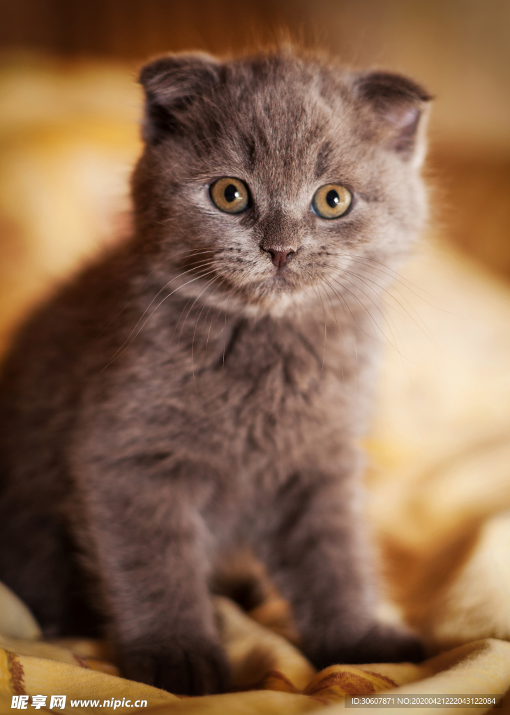猫咪